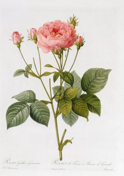 Rosa Gallica Granatus (from 